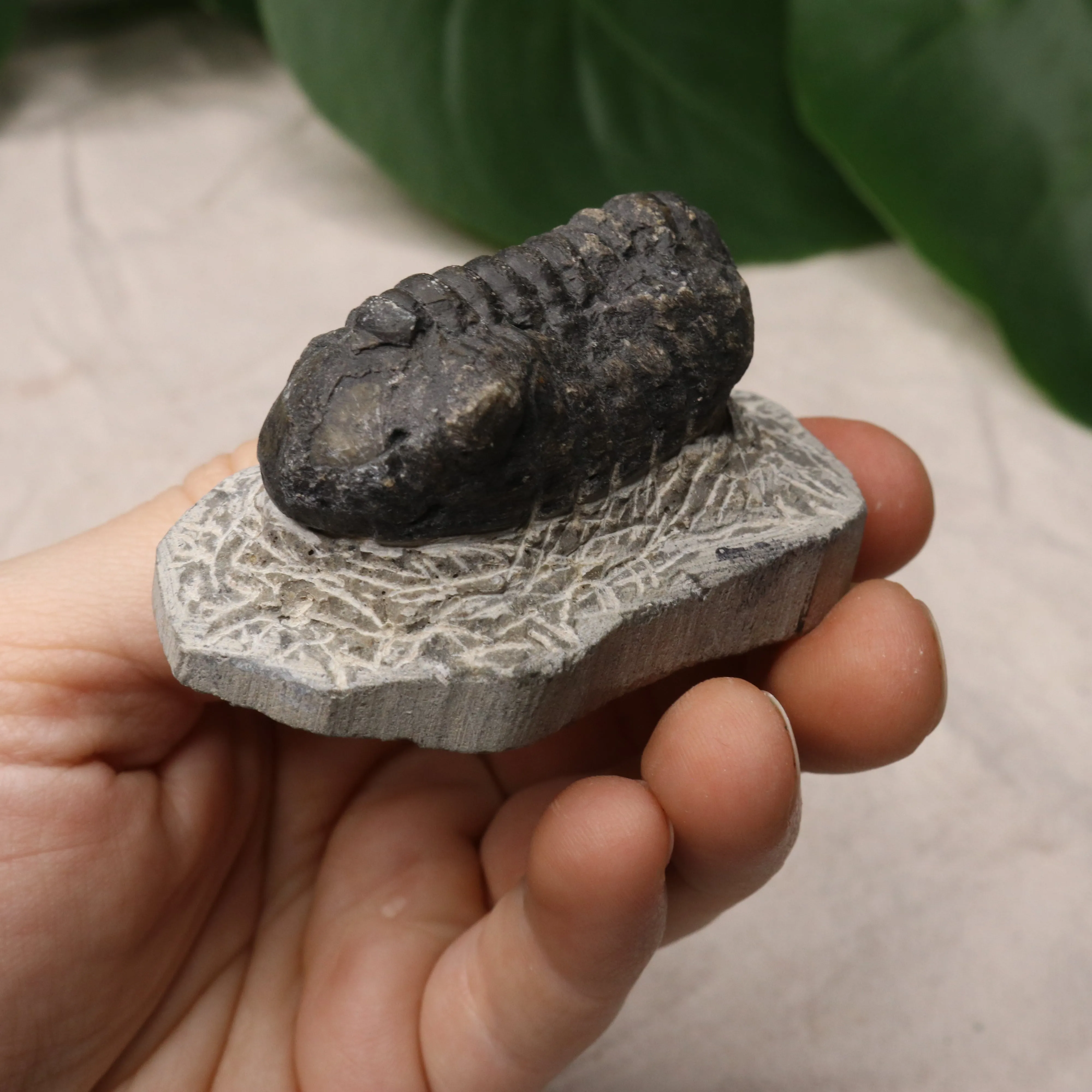 Moroccan Trilobite Fossil~ Phacops rana Specimen #3