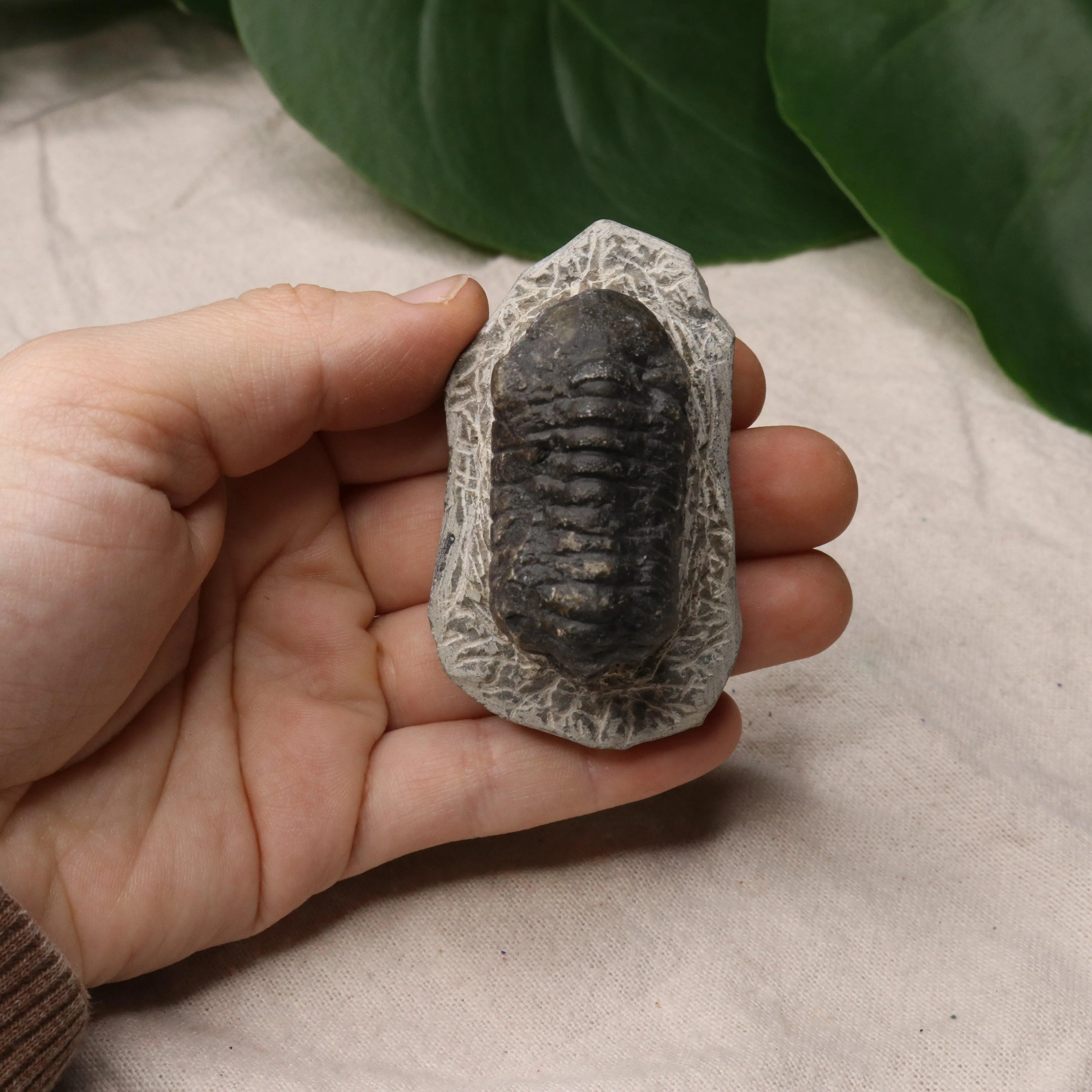 Moroccan Trilobite Fossil~ Phacops rana Specimen #3